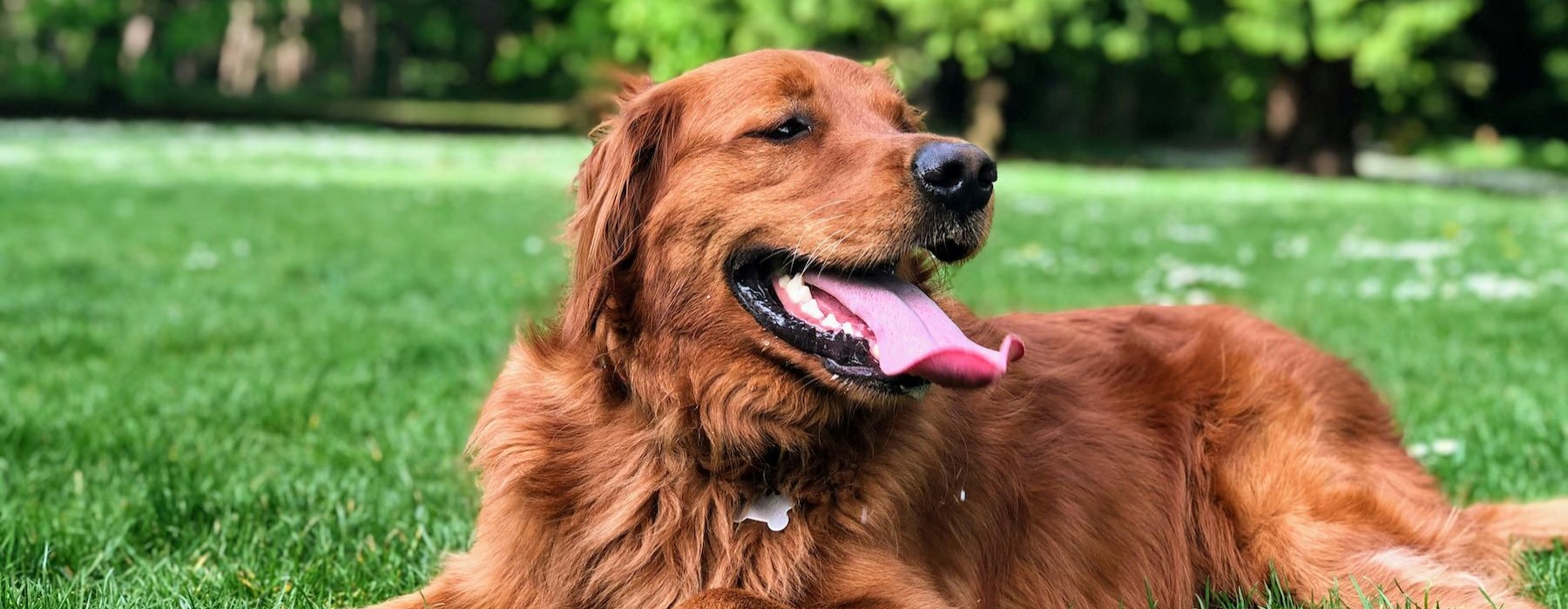 a dog laying on grass with a ball and stick close by